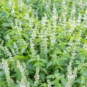 Basil, Ocimum basilicum, Sweet Basil, Genovese Basil, Thai Basil, Purple Basil, Lemon Basil, Holy Basil, Italian Large Leaf Basil, Napoletano Basil, Cinnamon Basil, Spicy Globe Basil, Lettuce Basil