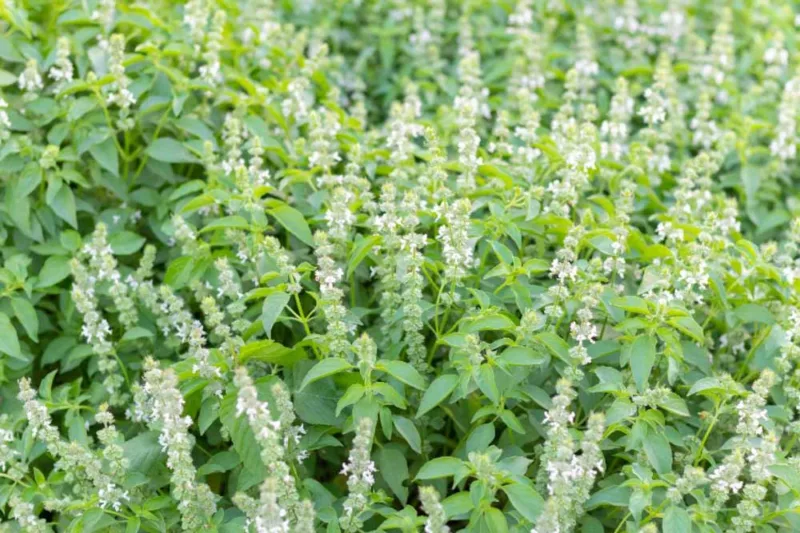 Basil, Ocimum basilicum, Sweet Basil, Genovese Basil, Thai Basil, Purple Basil, Lemon Basil, Holy Basil, Italian Large Leaf Basil, Napoletano Basil, Cinnamon Basil, Spicy Globe Basil, Lettuce Basil