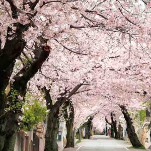 Prunus x yedoensis