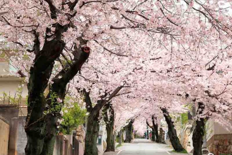 Prunus x yedoensis