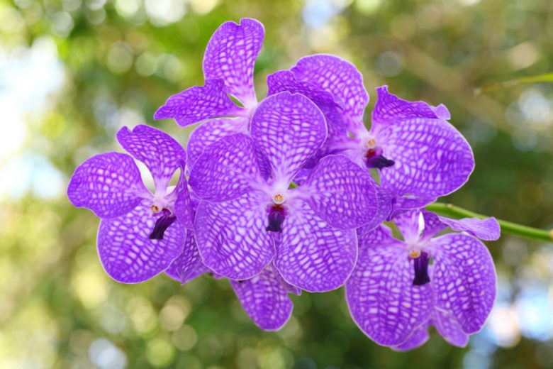 Vanda, Vanda Orchids, Fragrant Orchids, Easy to grow Orchids,