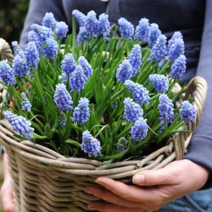Muscari, Grape Hyacinth, Spring Bulbs, Spring Flowers, mid spring bulb, blue spring flower, Muscari Armeniacum, Muscari Latifolium, Muscari Azureum, Muscari Botryoides