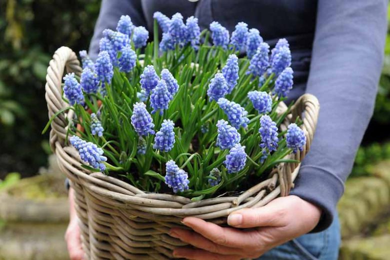 Muscari, Grape Hyacinth, Spring Bulbs, Spring Flowers, mid spring bulb, blue spring flower, Muscari Armeniacum, Muscari Latifolium, Muscari Azureum, Muscari Botryoides