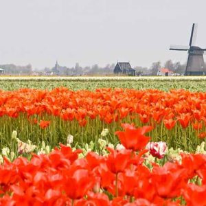 Tulip, Single Early Tulip, Single Late Tulip, Double Early Tulip, Double Late Tulip, Lily Tulip, Fringed Tulip, Greigii Tulip, Parrot Tulip, Spring Flowers