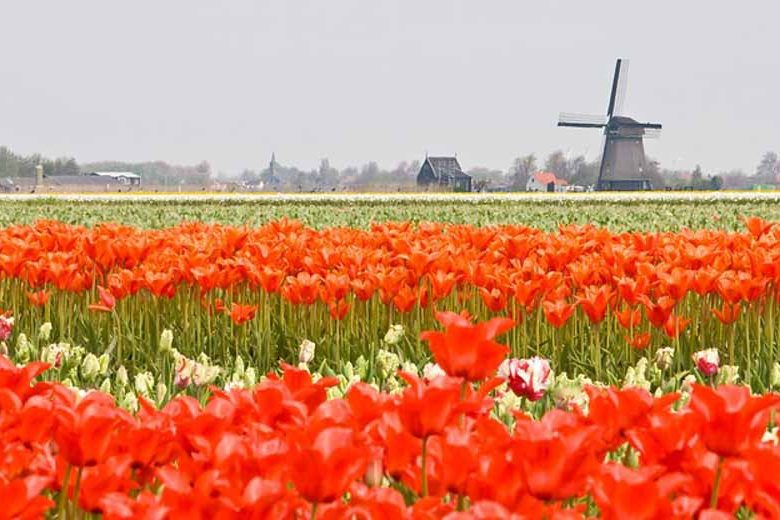 Tulip, Single Early Tulip, Single Late Tulip, Double Early Tulip, Double Late Tulip, Lily Tulip, Fringed Tulip, Greigii Tulip, Parrot Tulip, Spring Flowers