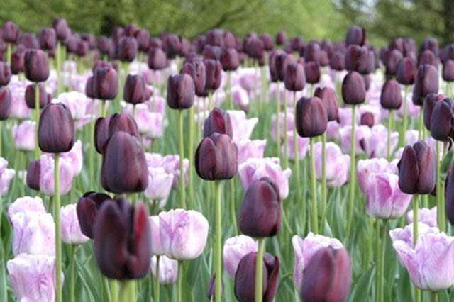 Spring Borders, Bulb Combinations, Perennial Combinations, Tulip Queen of Night, Tulip Shirley, Tulipa Queen of Night, Tulipa Shirley