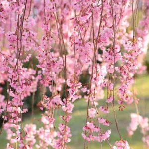 Prunus pendula, Weeping Cherry, Weeping Spring Cherry, Spring flowers, White flowers, Pink flowers, fragrant flowers