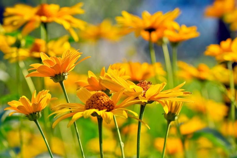 Heliopsis  Helianthoides information, False Sunflower information, Sunflower Heliopsis information, Oxeye Sunflower information