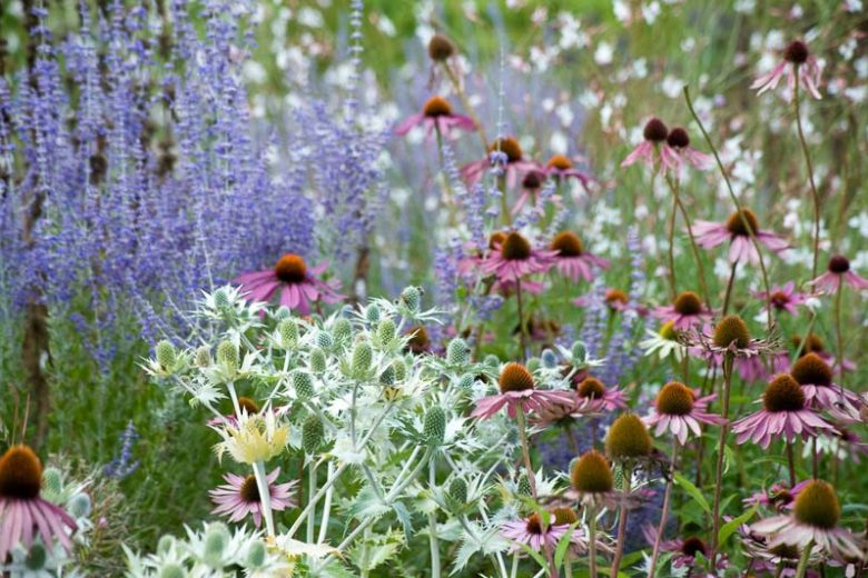Eryngium Giganteum', Miss Willmott's Ghost, Giant Sea Holly, Tall Eryngo, Eryngium Oliverianum 'Willmott's Ghost', Dry soils plants, Blue flowers, silver perennials