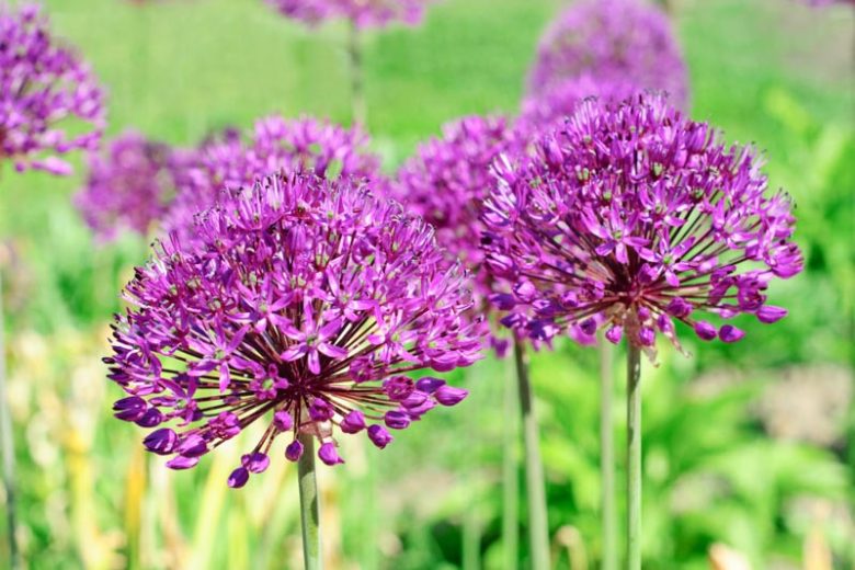 Allium Hollandicum 'Purple Sensation' , Allium 'Purple Sensation', Allium Aflatunense 'Purple Sensation', Flowering Onion, Ornamental Onion, Allium Hollandicum, Spring Bulbs, Spring Flowers