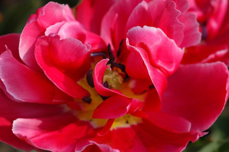 Double Early Tulips, Spring Bulbs, Spring Flowers, Abba, Peach Blossom, Queen of Marvel, Willem of Orange, bulbs Design, Spring Bulbs, Summer Bulbs, Fall Fulbs, Landscaping Design, Garden Ideas