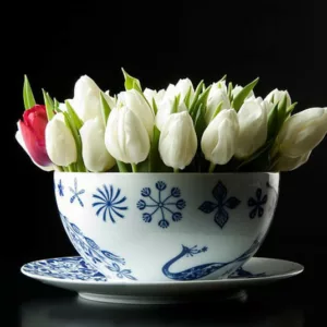 Single Early Tulips, Spring Bulbs, Spring Flowers, Tulip Apricot Beauty, tulip Christmas marvel, tulip Christmas dream, Bulbs Design, Summer Bulbs, Fall Fulbs, Landscaping Design, Garden Ideas