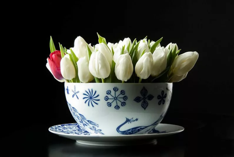 Single Early Tulips, Spring Bulbs, Spring Flowers, Tulip Apricot Beauty, tulip Christmas marvel, tulip Christmas dream, Bulbs Design, Summer Bulbs, Fall Fulbs, Landscaping Design, Garden Ideas