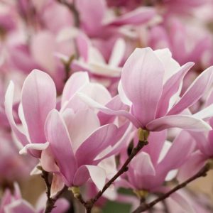 Magnolia × soulangeana