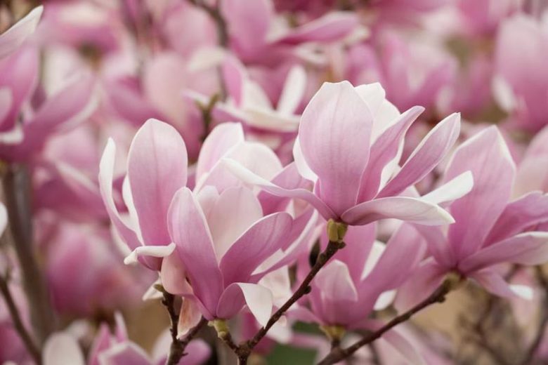 Magnolia × soulangeana