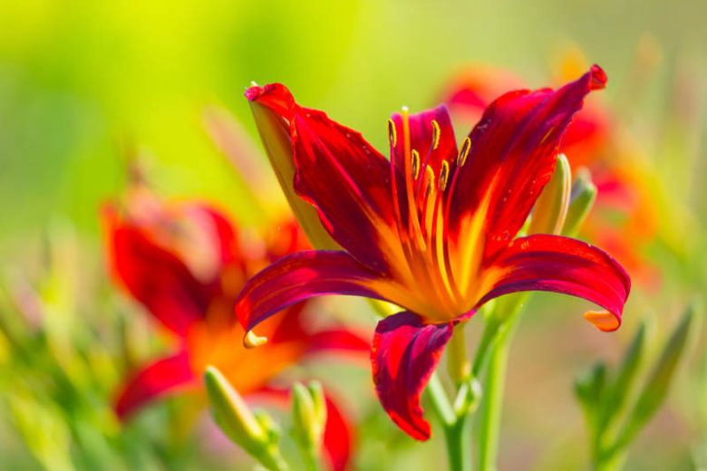 Hemerocallis, daylilies, Daylily, Day Lilies, summer flowers, drought tolerant flower, day lily, Hemerocallidaceae, best perennials, plant