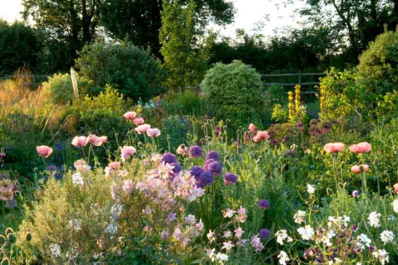 Allium Globemaster, Ornamental Onion 'Globemaster', Ornamental Garlic 'Globemaster', Spring Bulbs, Spring Flowers, Purple flowers, Late Spring flowers