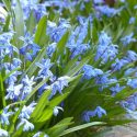 Scilla types, Scilla varieties, Scilla bifolia, Scilla siberica, Scilla campanulata, Schilla hispanica, Scilla non-scripta, Scilla peruviana, Scilla siberica, Spring bulbs, Spring flowers