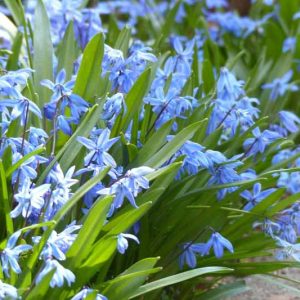 Scilla types, Scilla varieties, Scilla bifolia, Scilla siberica, Scilla campanulata, Schilla hispanica, Scilla non-scripta, Scilla peruviana, Scilla siberica, Spring bulbs, Spring flowers