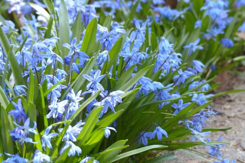 Scilla types, Scilla varieties, Scilla bifolia, Scilla siberica, Scilla campanulata, Schilla hispanica, Scilla non-scripta, Scilla peruviana, Scilla siberica, Spring bulbs, Spring flowers