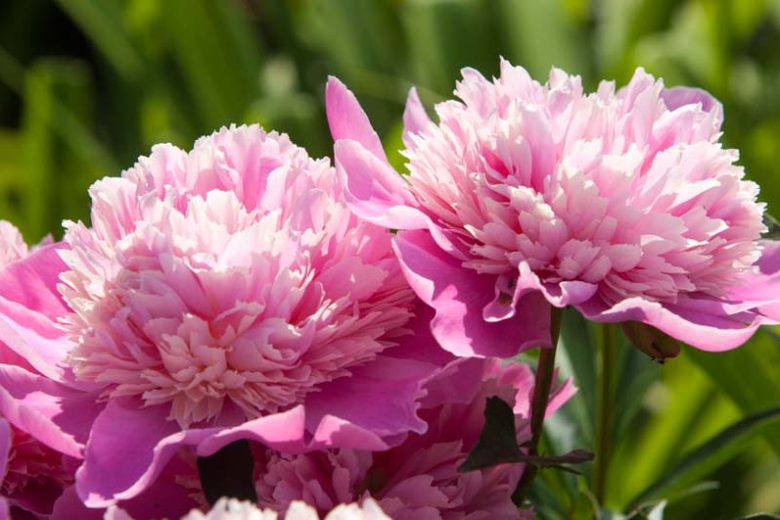 Peony, Peonies, How to choose peonies, Peonies bloom time, peony bloom season, Chinese Peony, Garden Peony, Itoh Peony, Tree Peony, herbaceous Peony