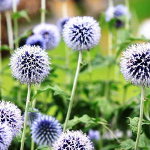 Globe Thistle, Great Globe Thistle, Echinops bannaticus, Echinops ritro, Echinops sphaerocephalus, Blue perennials, drought tolerant plants, low maintenance plants,