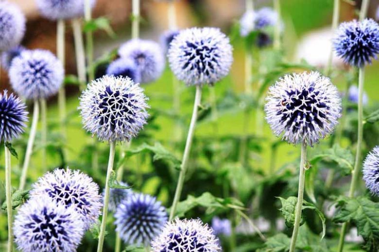 Globe Thistle, Great Globe Thistle, Echinops bannaticus, Echinops ritro, Echinops sphaerocephalus, Blue perennials, drought tolerant plants, low maintenance plants,