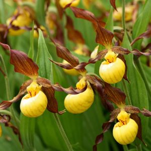 Cypripedium