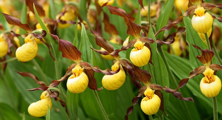 Cypripedium