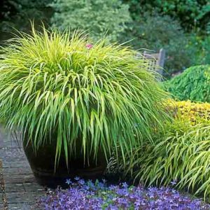 Hakonechloa Macra information Japanese Forest Grass information, Hakone Grass information, Shade grasses, Hakone Aureola,Hakone  All Gold, Hakone Nicolas, Hakone macra, Hakone Alboaurea