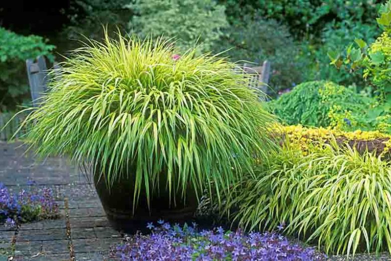 Hakonechloa Macra information Japanese Forest Grass information, Hakone Grass information, Shade grasses, Hakone Aureola,Hakone  All Gold, Hakone Nicolas, Hakone macra, Hakone Alboaurea