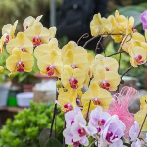 Phalaenopsis, Moth Orchids, Easy to grow Orchids