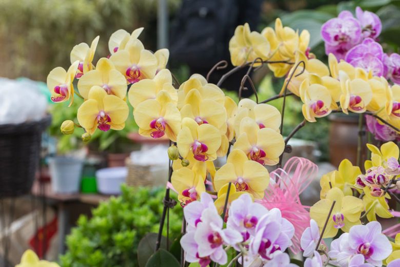 Phalaenopsis, Moth Orchids, Easy to grow Orchids