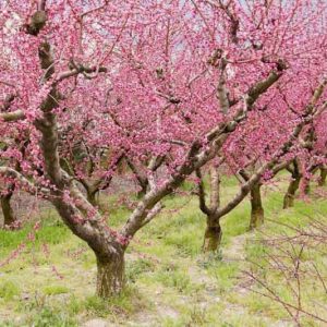 Prunus persica, Peach Tree, Flowering Tree, Fruit Tree, Pink blossoms, Pink Flowers, Peach Fruit