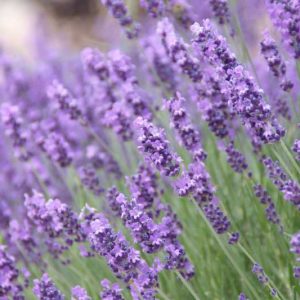 Lavandula Angustifolia, English lavender, Most fragrant lavender, Lavender Hidcote, Lavender Munstead, Lavender Rosea, Lavender Nana Alba, Lavender Thumbelina Leigh, Lavandula Angustifolia Hidcote,  Lavandula Angustifolia Munstead