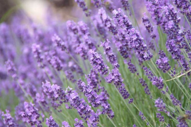 Lavandula Angustifolia, English lavender, Most fragrant lavender, Lavender Hidcote, Lavender Munstead, Lavender Rosea, Lavender Nana Alba, Lavender Thumbelina Leigh, Lavandula Angustifolia Hidcote,  Lavandula Angustifolia Munstead