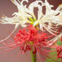 Red Spider Lilies