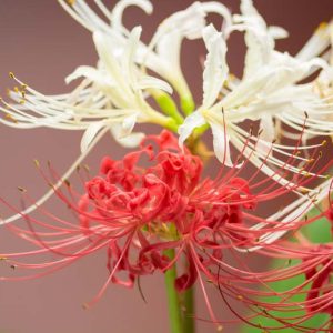 Red Spider Lilies