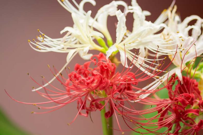 Red Spider Lilies