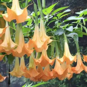 Brugmansia, Angel Trumpets, Angel's Trumpets, Brugmansia suaveolens, Brugmansia versicolor, Brugmansia candida, Brugmansia sanguinea, Flowering Shrub, Pink Flowers, Peach Flowers, Evergreen Shrubs,