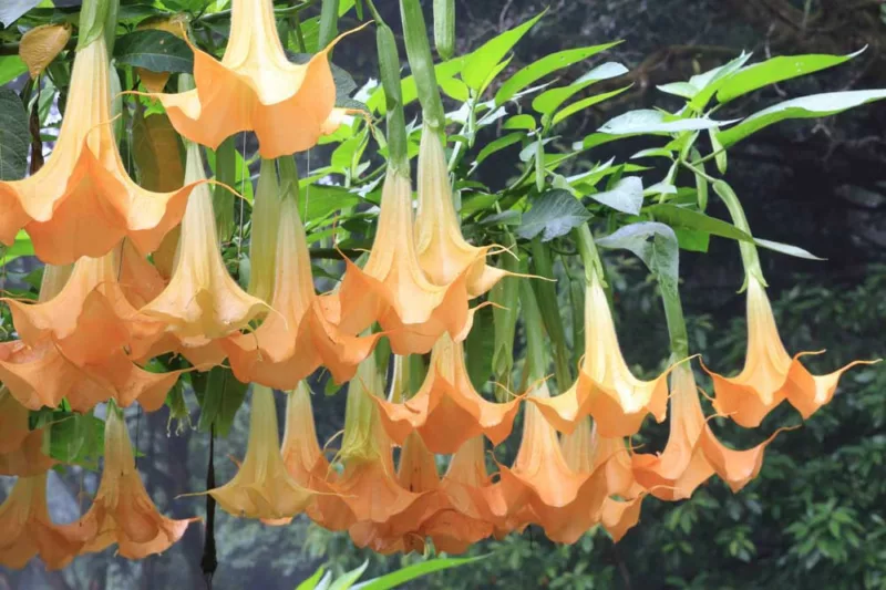 Brugmansia, Angel Trumpets, Angel's Trumpets, Brugmansia suaveolens, Brugmansia versicolor, Brugmansia candida, Brugmansia sanguinea, Flowering Shrub, Pink Flowers, Peach Flowers, Evergreen Shrubs,