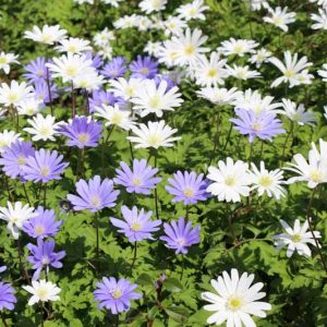 Anemone Blanda, Grecian Windflower, Wood Anemone, Spring Bulbs, Spring Flowers, Anemone Blanda White Splendour, Anemone Blanda Blue shades, Bulbs Design, Spring Bulbs, Fall Bulbs, Landscaping Design, Garden Ideas,
