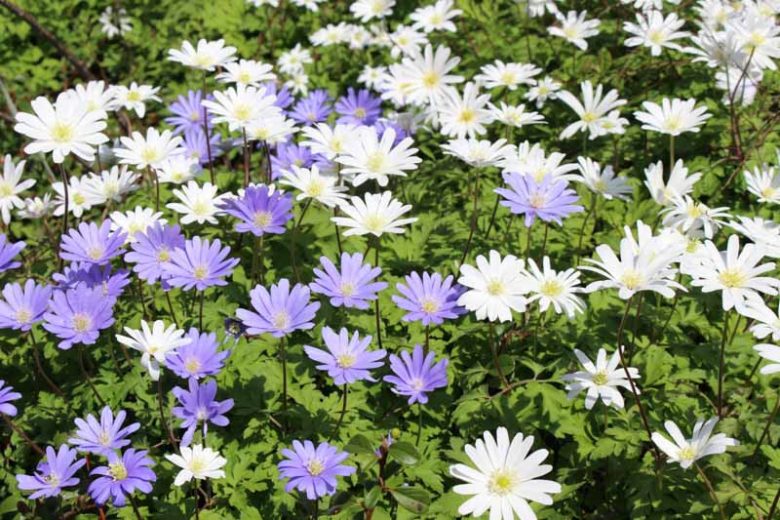 Anemone Blanda, Grecian Windflower, Wood Anemone, Spring Bulbs, Spring Flowers, Anemone Blanda White Splendour, Anemone Blanda Blue shades, Bulbs Design, Spring Bulbs, Fall Bulbs, Landscaping Design, Garden Ideas,