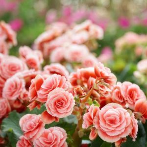 Tuberous begonias, Begonias Tuberhybrida, container plants, summer flower bulbs, begonia bertinii, begonia crispa, begonia double, begonia fimbriata, begonia pendula, begonia marmorata, begonia multiflora maxima
