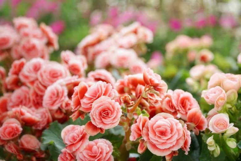 Tuberous begonias, Begonias Tuberhybrida, container plants, summer flower bulbs, begonia bertinii, begonia crispa, begonia double, begonia fimbriata, begonia pendula, begonia marmorata, begonia multiflora maxima