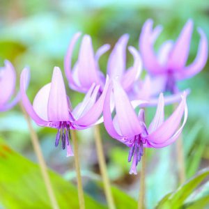 Dog's Tooth Violet