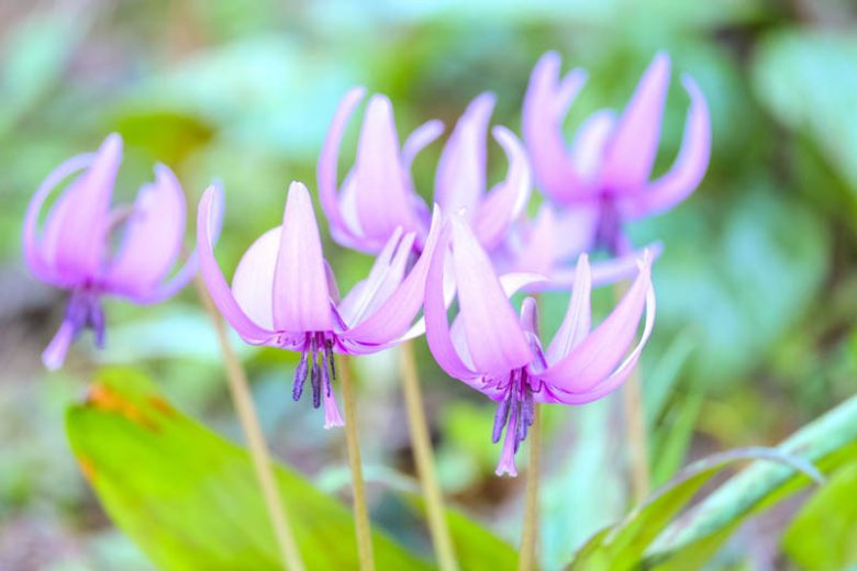 Dog's Tooth Violet