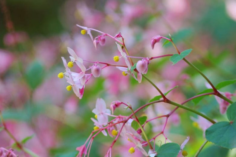 Begonia grandis, Hardy Begonias, Shade Perennials, Pink flowers, White Flowers, Summer perennials
