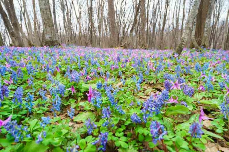 erythronium, trout lily