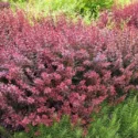 Berberis thunbergii, Japanese Barberry, Purple Japanese Barberry, Red Leaf Japanese Barberry, Thunberg's Barberry, Red Barberry